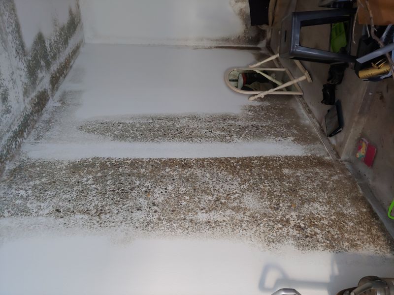 Mold Detection